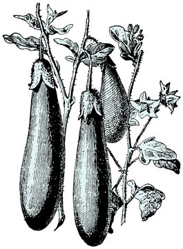 Engraving illustration of eggplant