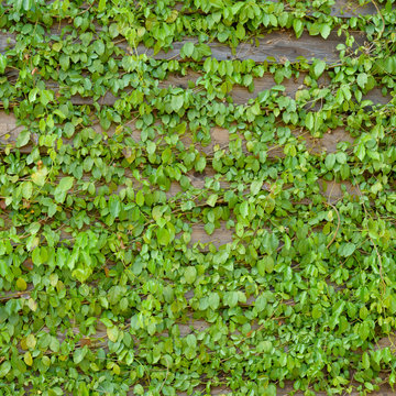 Common Ivy on Wood Wall