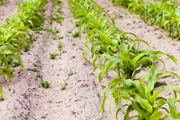 corn field ,  maize  