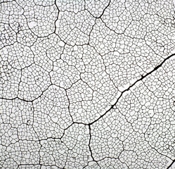 skeleton of leaf maple