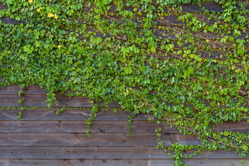 Common Ivy on Wood Wall