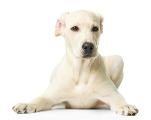 Beautiful Labrador retriever isolated on white background