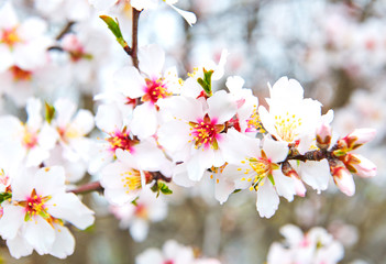 Delicate spring the first flowers of almond