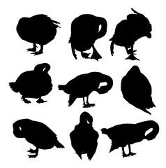 Ducks Birds - Vector