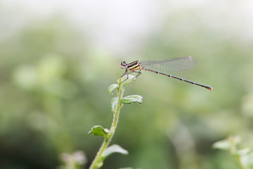 dragonfly 13