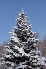 Snow-covered fir tree