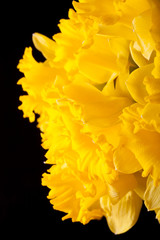 Yellow spring narcissus. Shallow depth of field. Selective Focus