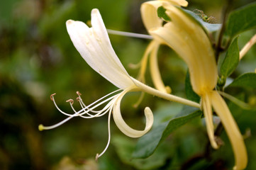 Lonicera japonica, or Japanese honeysuckle blooms, known for the sweet taste of their nectar. Spider crawling atop one of the leaves near the foreground