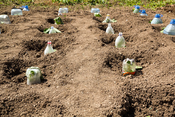Seedlings growing in plastic bottles as small hotbeds