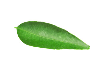 Fototapeta na wymiar Green leaf of orange tree, isolated on white