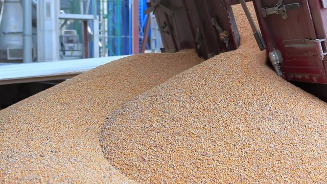 Corn Unloading into the Grain Elevator.
Freshly harvested corn grains. Unloading corn into the grain silo.