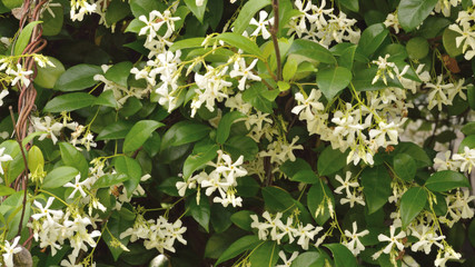 Jasmine flower blooms