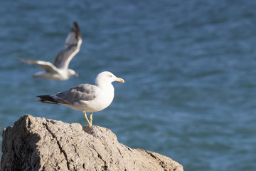 Obraz premium Seagull on a rock against the backdrop of the sea
