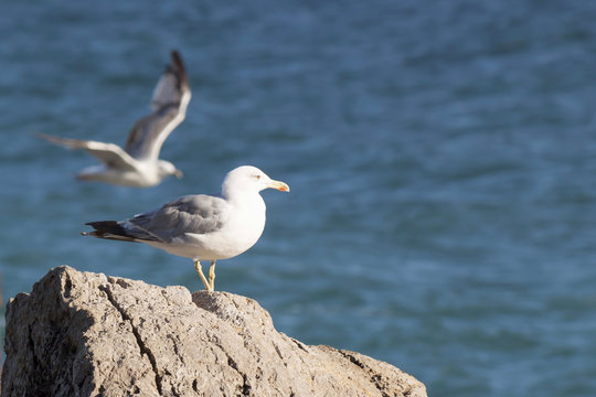 Seagull on a rock against the backdrop of the sea