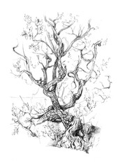 Hand drawn  view old tree, view old tree, juniper.   Pencil drawing.