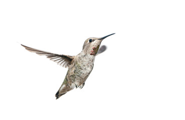 Fototapeta na wymiar Female Annas Hummingbird in Flight with White Background