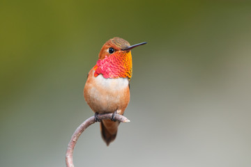 Fototapeta premium Rufous Hummingbird, Male. sitting on a Branch, with green backgriound