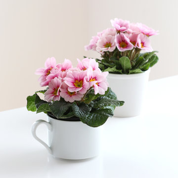 Pink Primula flowers 