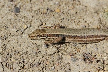 Podarcis muralis, Common wall lizard from Germany