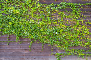 Common Ivy on Wood Wall