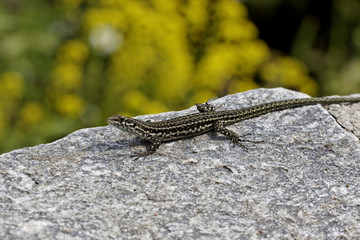 Tyrrhenian Wall Lizard (Padarcis tiliguerta) on a wall in Corsica, France, Europe
