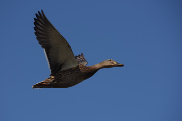 Mallard, Duck, Anas platyrhynchos