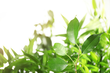 Green leaves of ficus on unfocused background