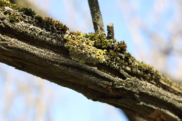 Lichen on a dry tree branch