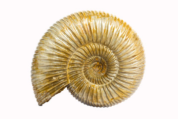 Perisphinctes, ammonite fossile color ambra, Madagascar 