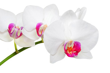 White orchid flower
