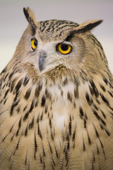 White Faced Owl