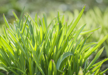 the background is sprouting spring green grass illuminated by the sun closeup