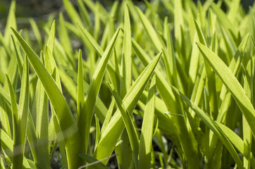 the background is sprouting spring green grass illuminated by the sun closeup