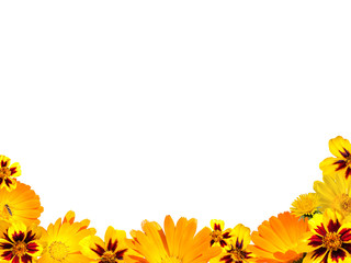 Border from yellow flowers on a white background isolated