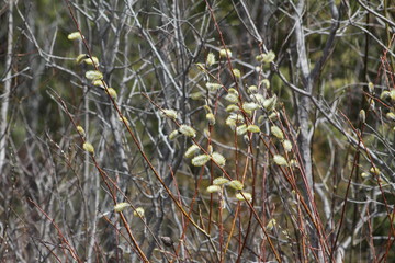 Pussy Willow (Catkins) on the edge of a watery ditch. The American pussy willow (Salix discolor), native to northern North America. 