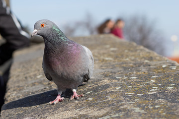 A huge healthy pigeon sitting on the old history monument and wa