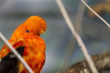 Andean cock of the rock (Rupicola peruvana) © BGStock72