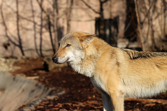 beautiful photo of a wolf