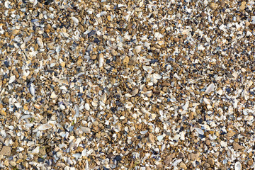 Shell and pebble stone for background texture