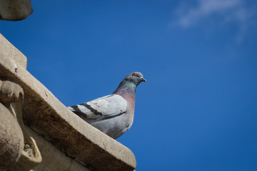 A huge healthy pigeon sitting on the old history monument and wa
