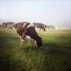 Obraz premium Cows