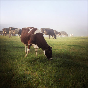Cows
