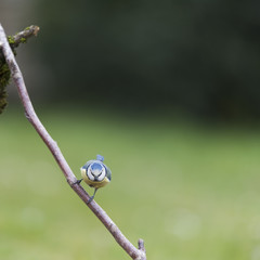 Blue tit on branch