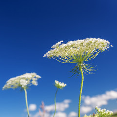 Queen Anne's Lace against a bright blue sky.