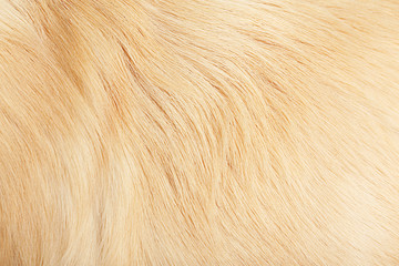 Fur of golden retriever, background