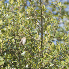 House Sparrow in tree