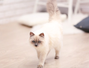 Fototapeta na wymiar Color-point cat in living room