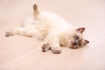 Color-point cat lying on wooden floor in living room