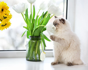 Color-point cat sitting with flower on a window in living room