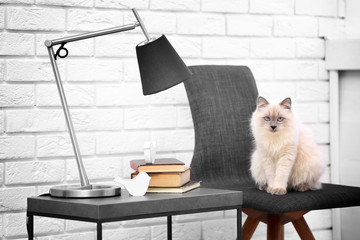Color-point cat sitting on black chair in living room
